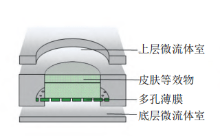 皮肤芯片示意图