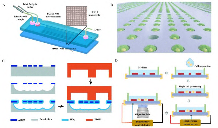 Single-cell capture structures for microwell arrays