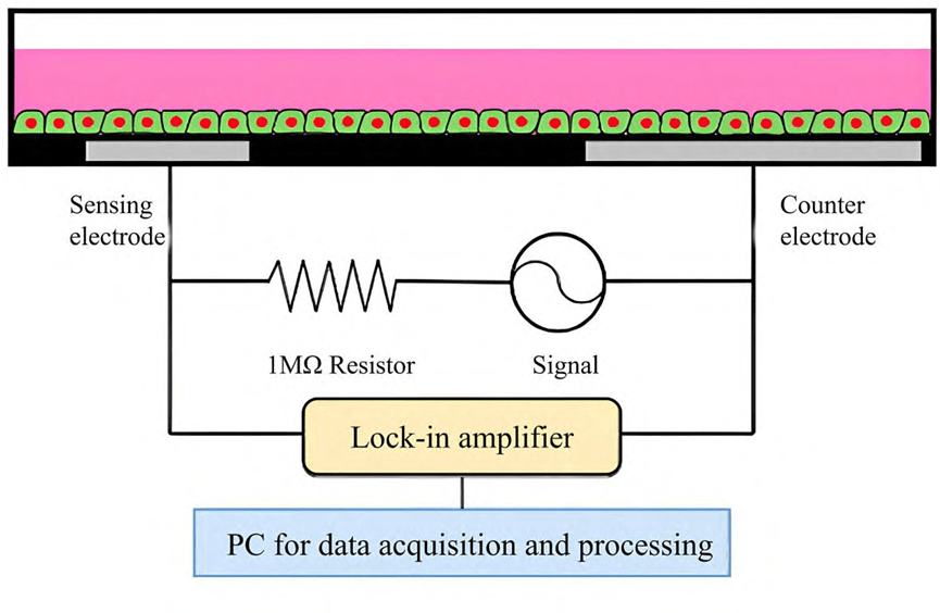 ECIS system to analyze cellular systems